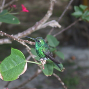 Cuban Emerald